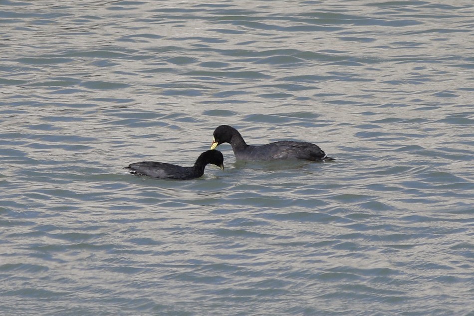 Red-gartered Coot - ML371848721