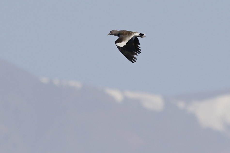 Southern Lapwing - ML371848761