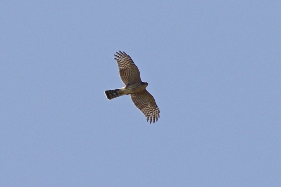 Sharp-shinned Hawk - ML371848911