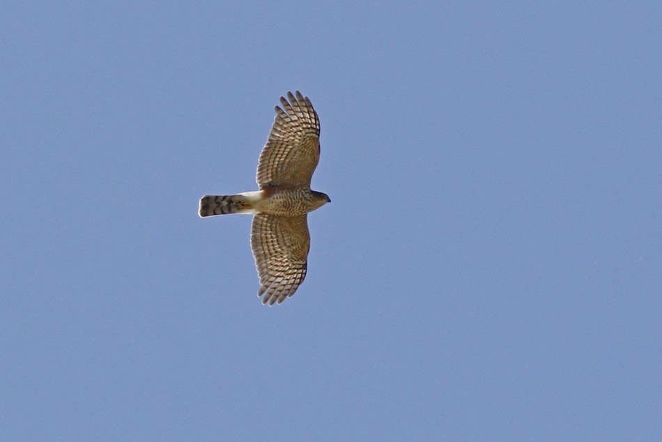 Sharp-shinned Hawk - ML371848921