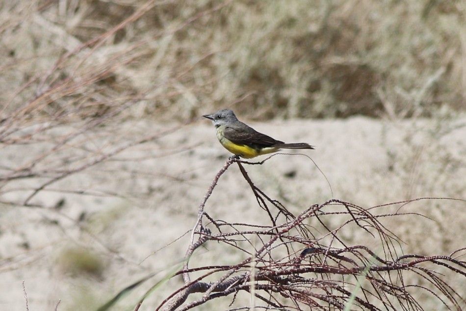 Tropical Kingbird - ML371848991