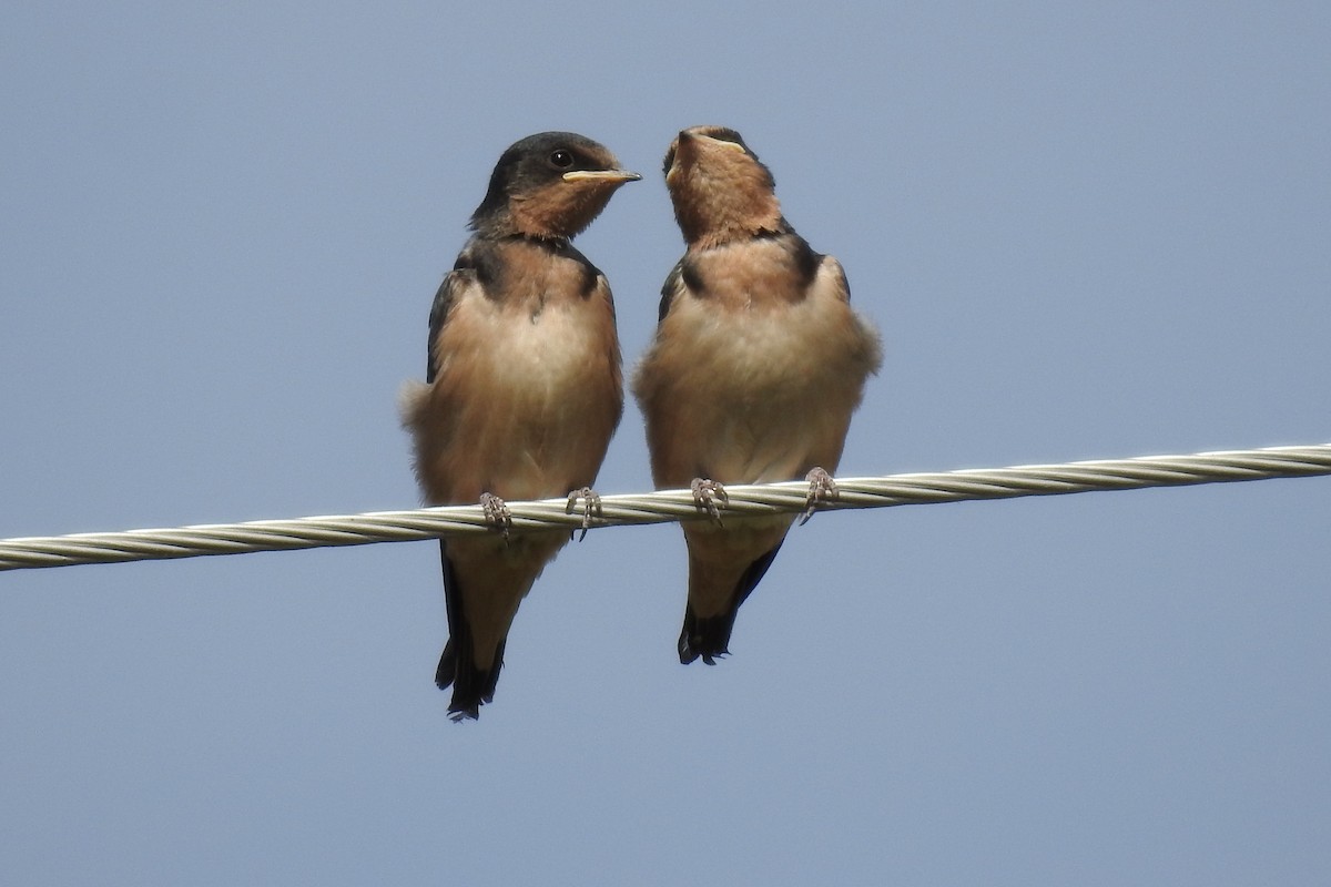 Barn Swallow - ML371850271