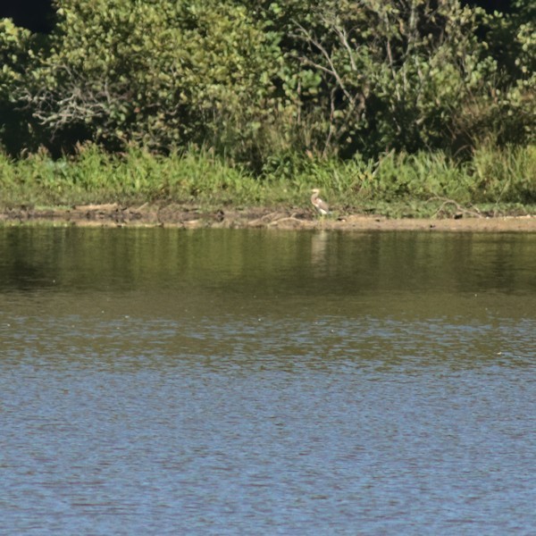 Tricolored Heron - ML371851381