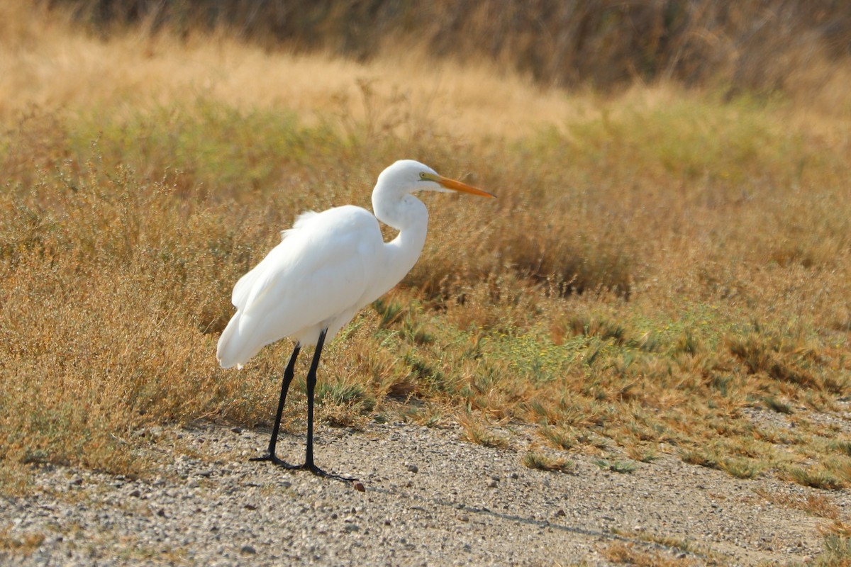 Great Egret - ML371851931