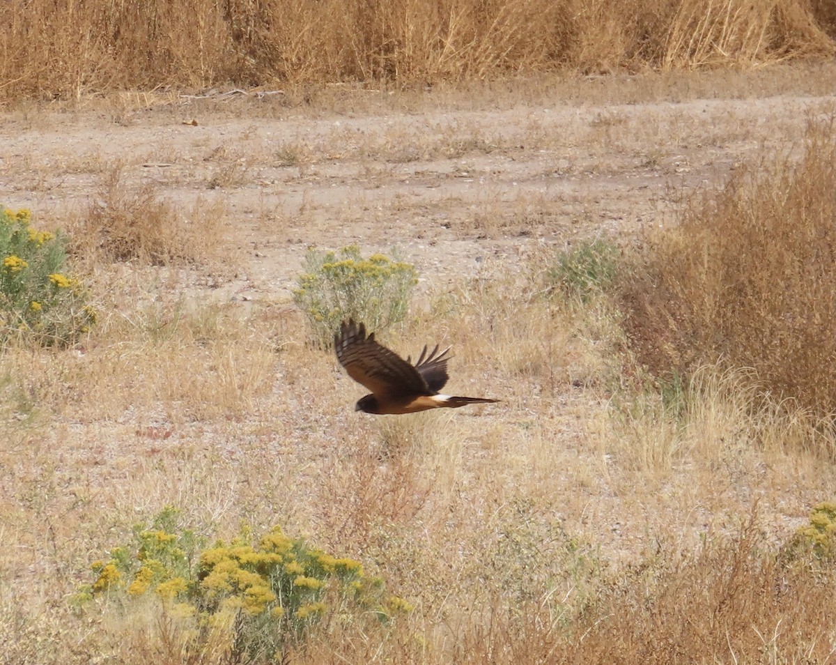 Northern Harrier - ML371852831