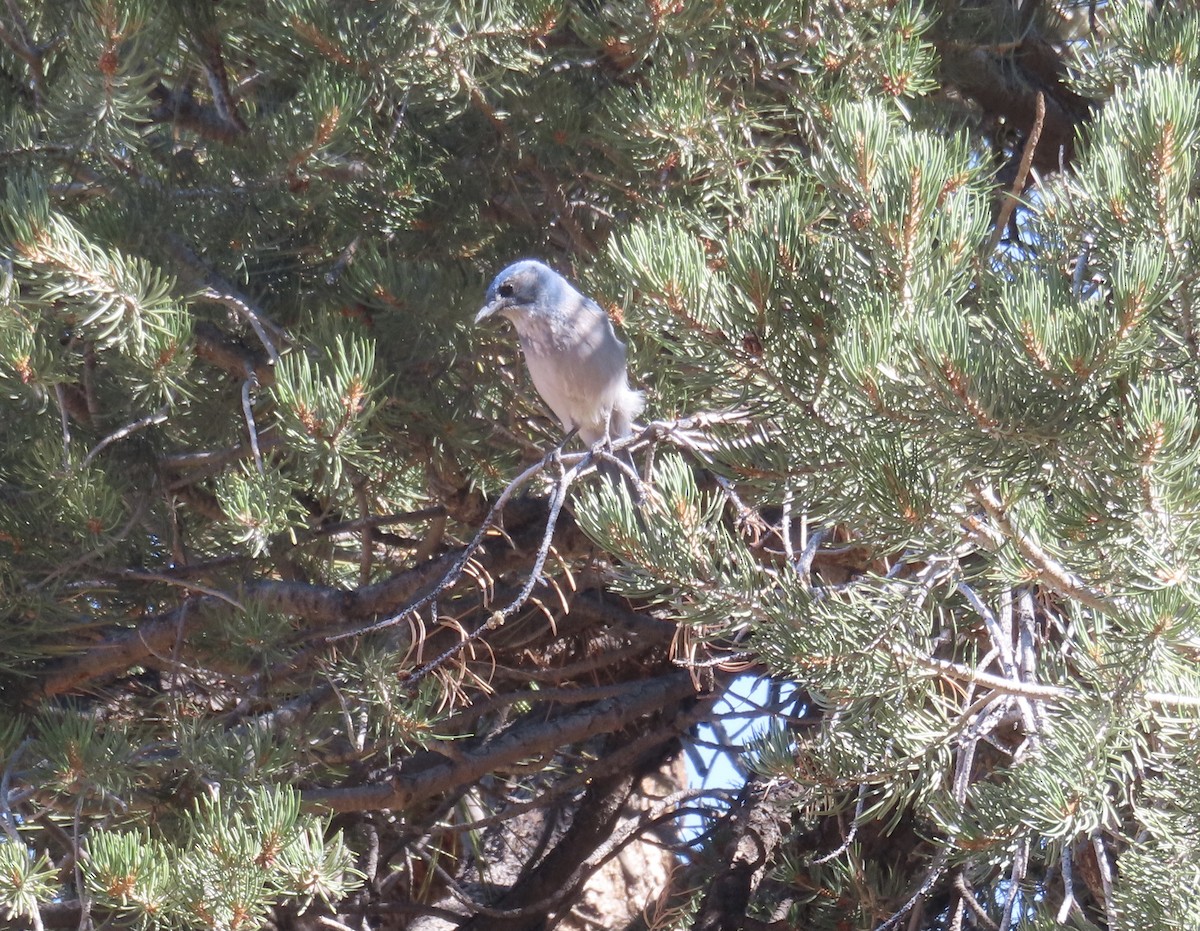 Woodhouse's Scrub-Jay - ML371852881