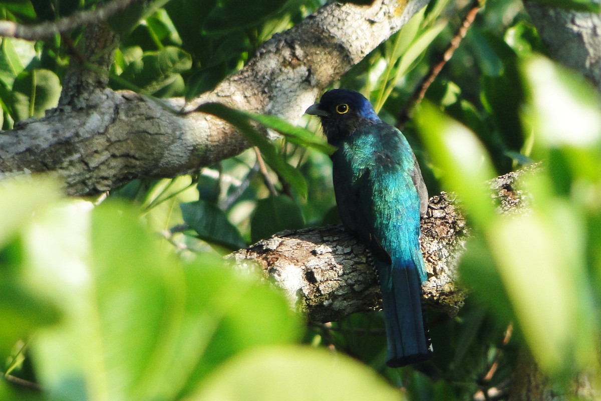 Guianan Trogon - ML37185291