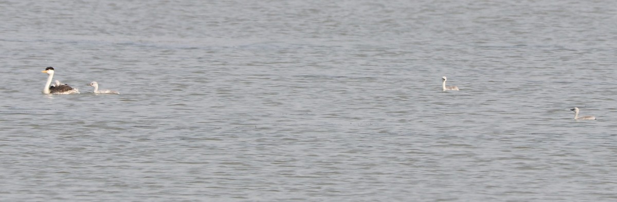 Clark's Grebe - ML371852991