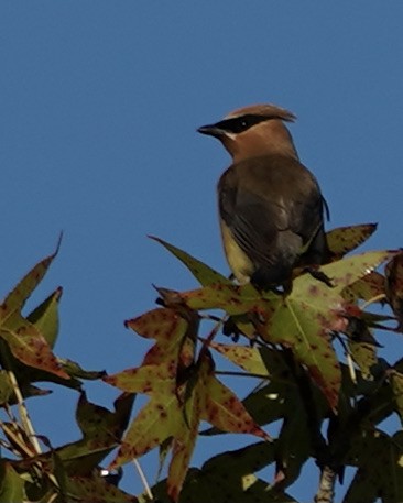 Cedar Waxwing - ML371853451