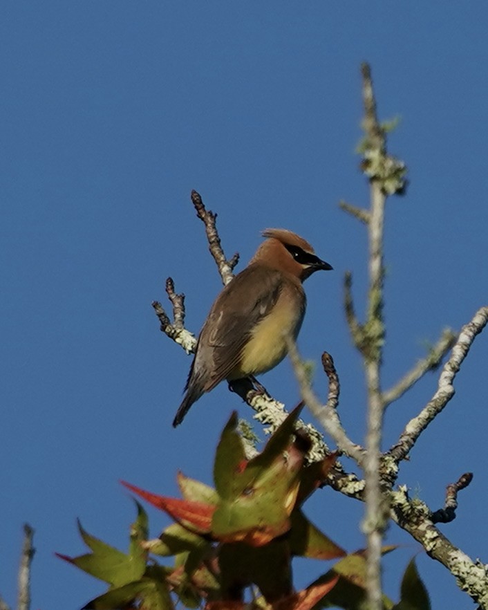 Cedar Waxwing - ML371853521