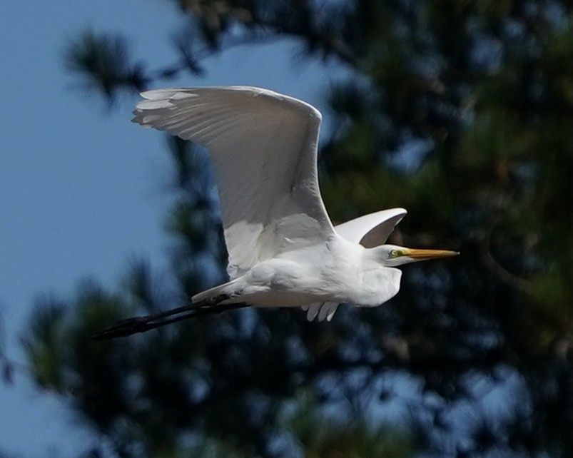 Great Egret - ML371853901