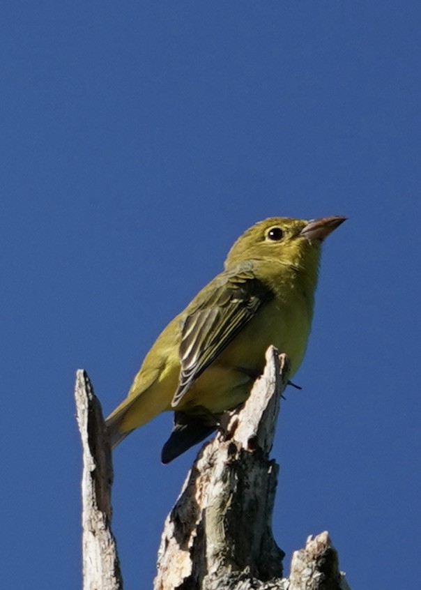 Scarlet Tanager - ML371854041