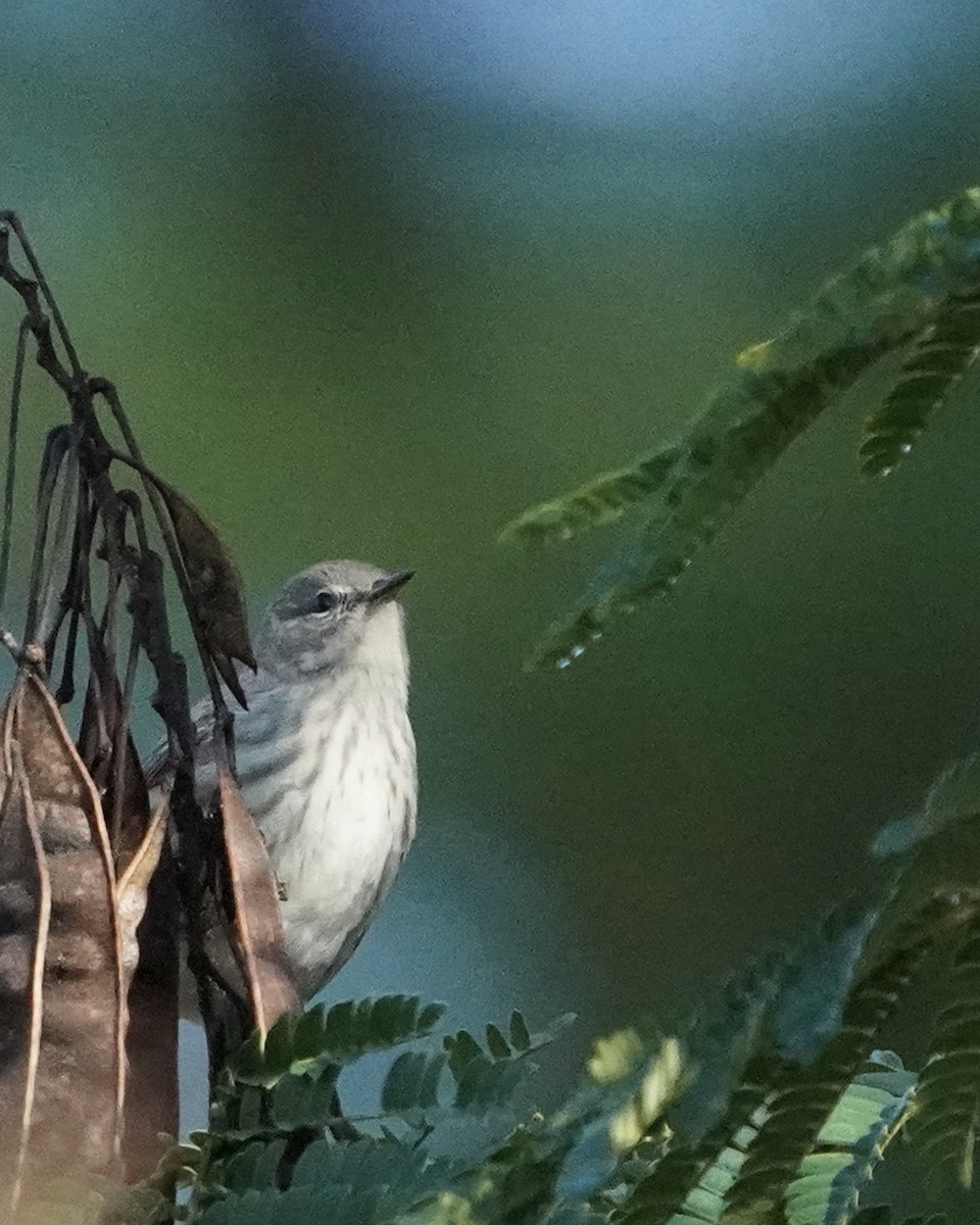 Cape May Warbler - ML371854101