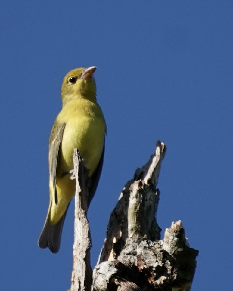 Scarlet Tanager - Dee Omer