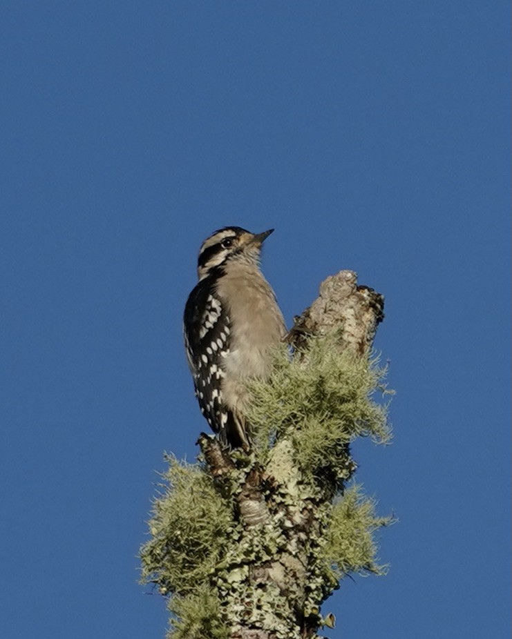 Downy Woodpecker - ML371854281