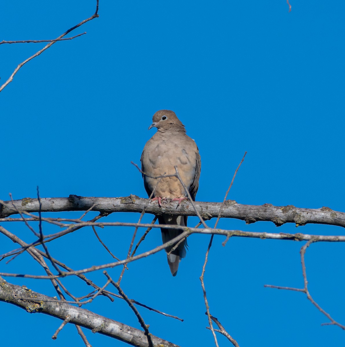 Mourning Dove - ML371854291