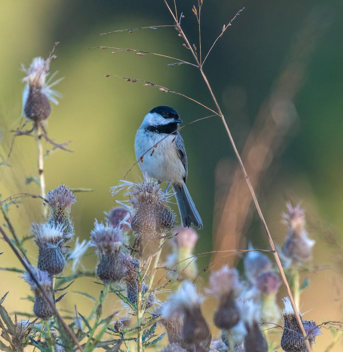 Carolina Chickadee - ML371854381