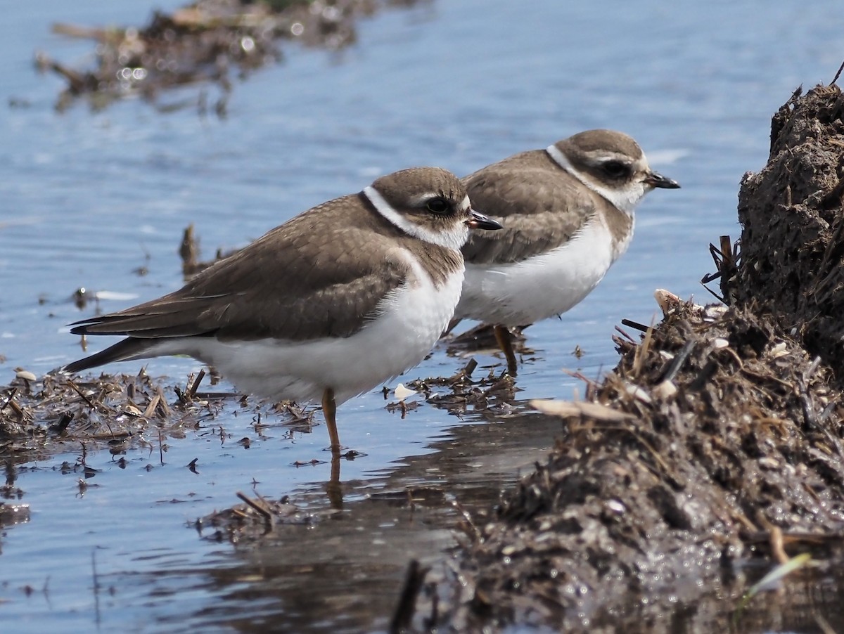 Semipalmated Plover - Vicky McErlean🐦