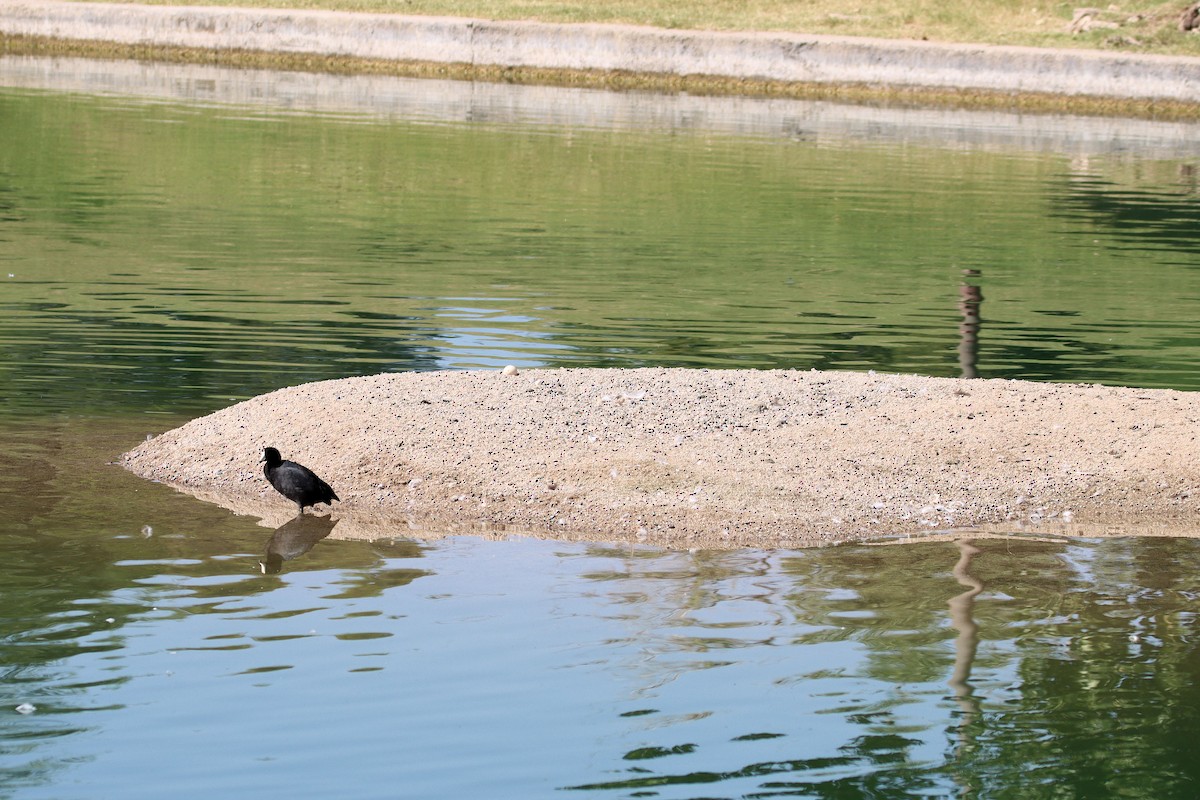 American Coot - ML371855191