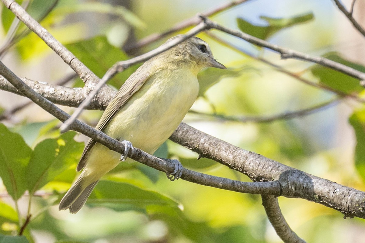 Philadelphia Vireo - ML371855431