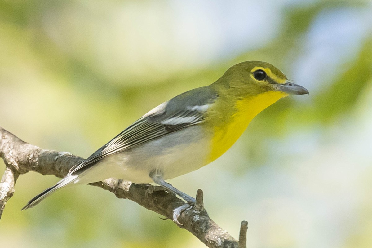 Yellow-throated Vireo - ML371855441