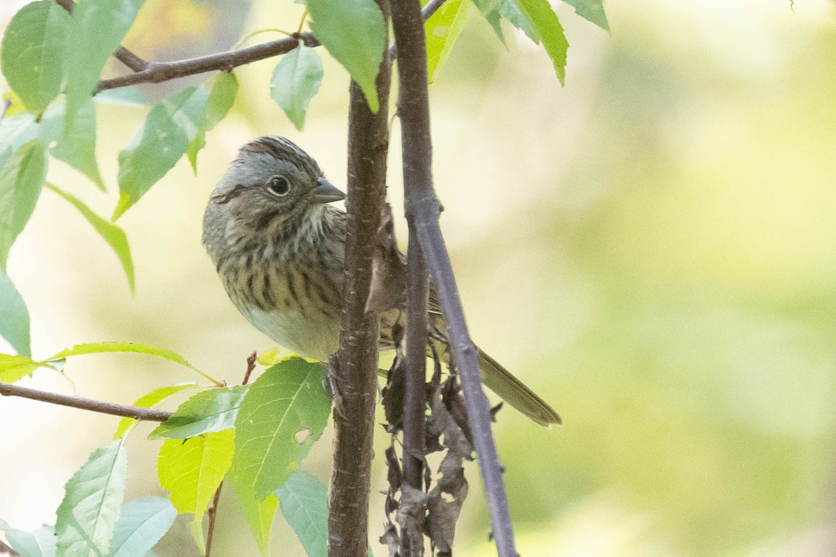 Lincoln's Sparrow - County Lister Brendan