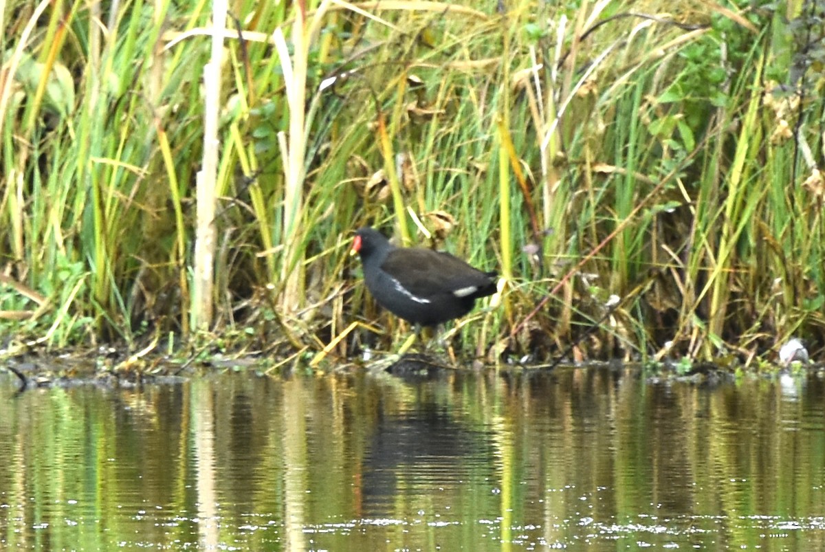 Eurasian Moorhen - Blair Whyte