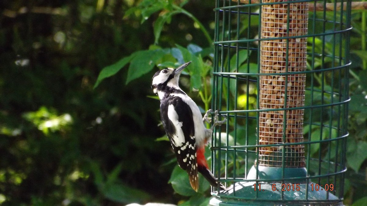 Great Spotted Woodpecker - ML37185821