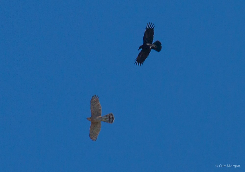 American Crow - ML37185941