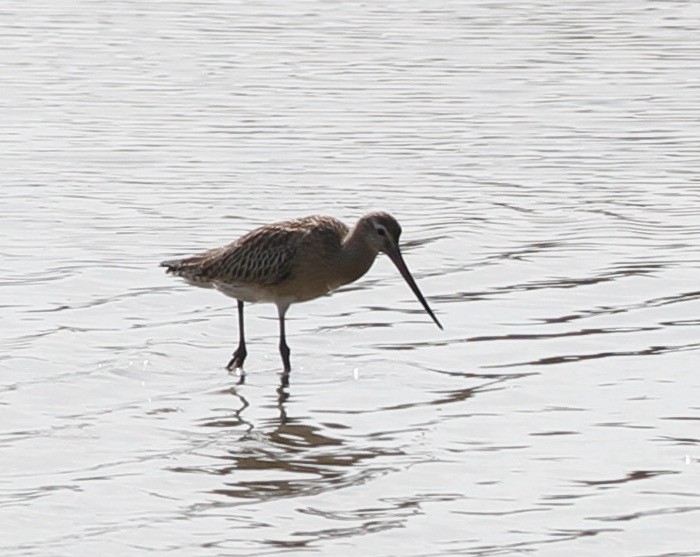 Bar-tailed Godwit - ML371862101