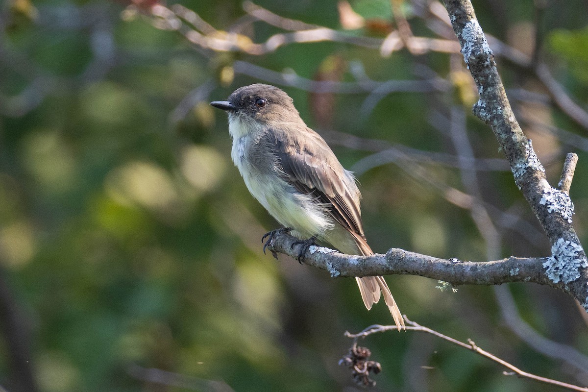 Eastern Phoebe - Miriam Baril