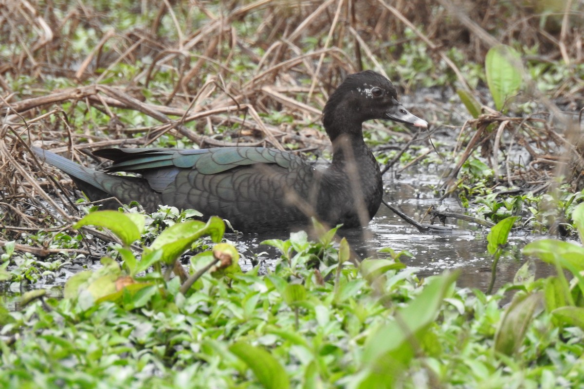 Muscovy Duck - ML371862601