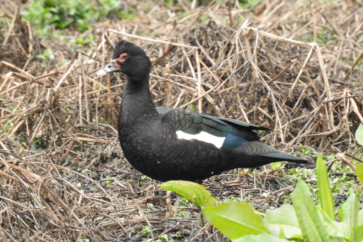 Muscovy Duck - ML371862611