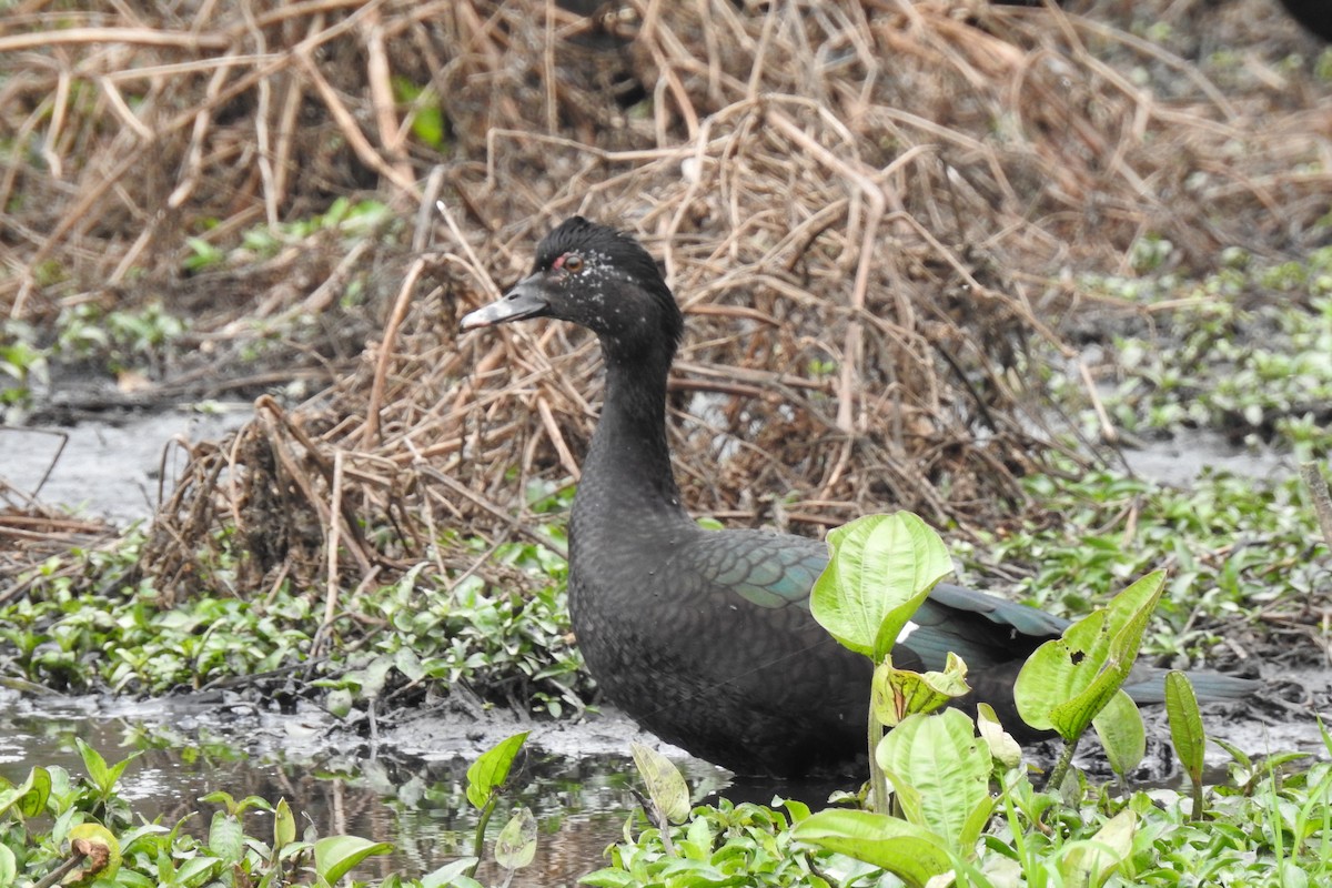 Muscovy Duck - ML371862641