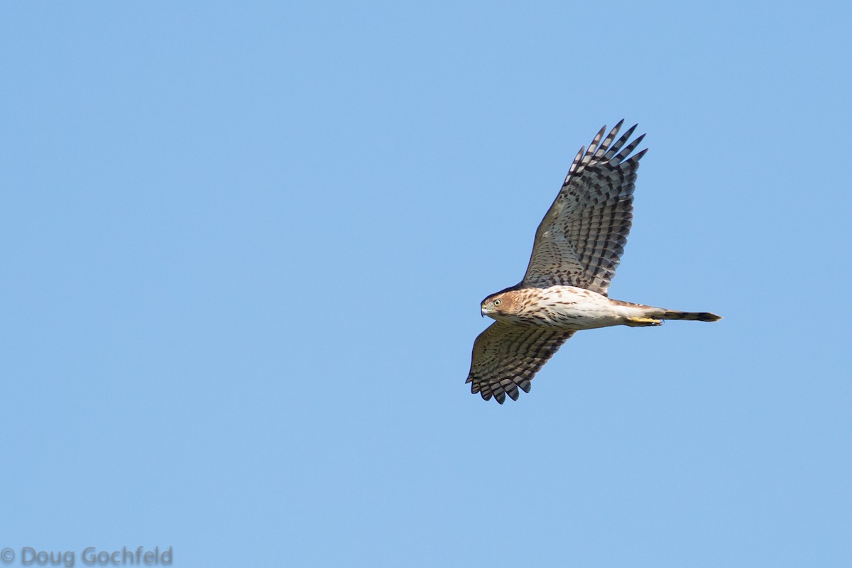 Cooper's Hawk - ML37186311
