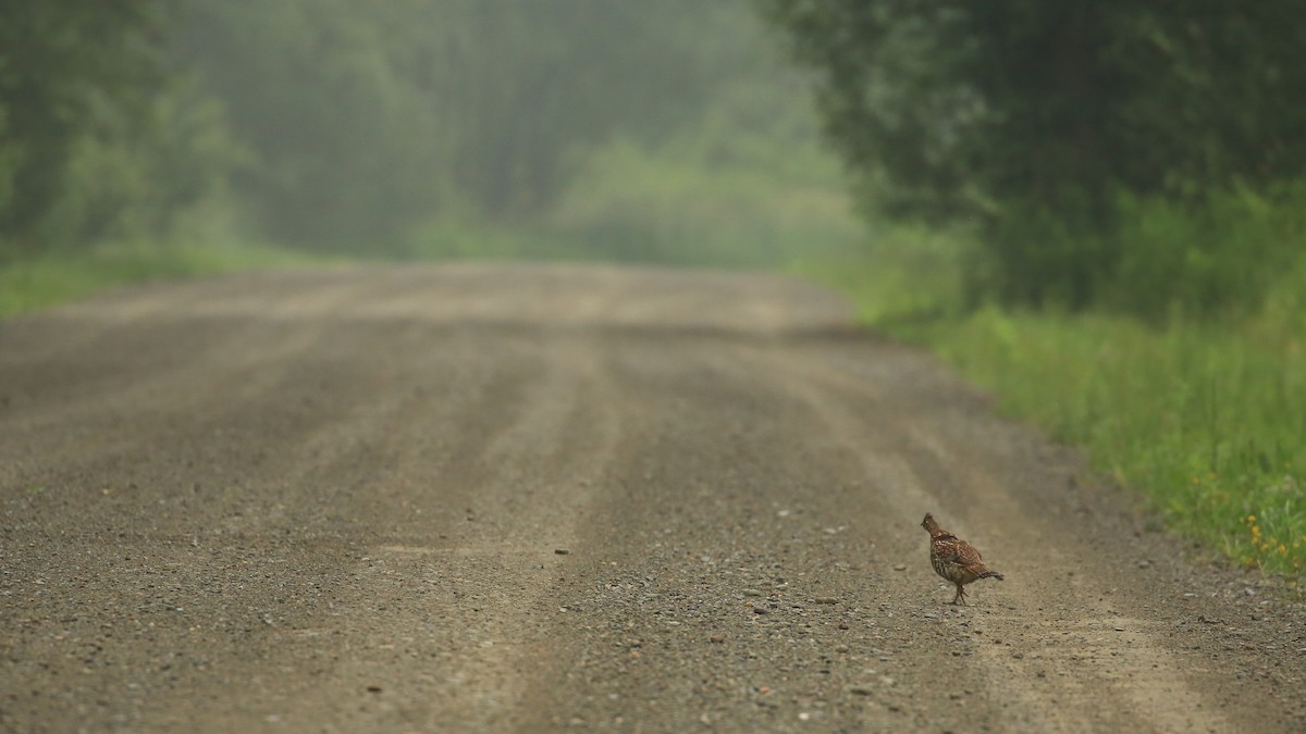 Ruffed Grouse - Tim Lenz