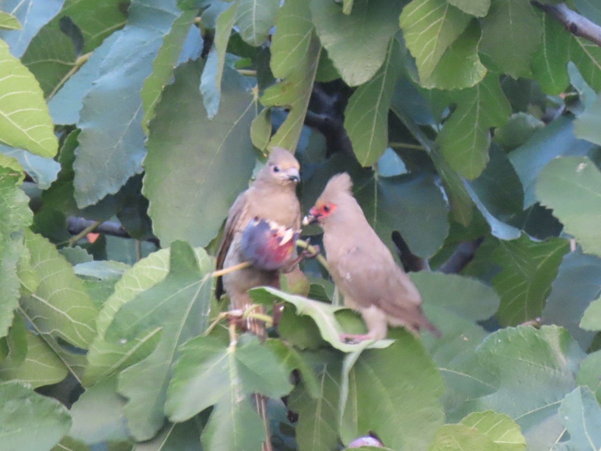 Red-faced Mousebird - Ed Stonick