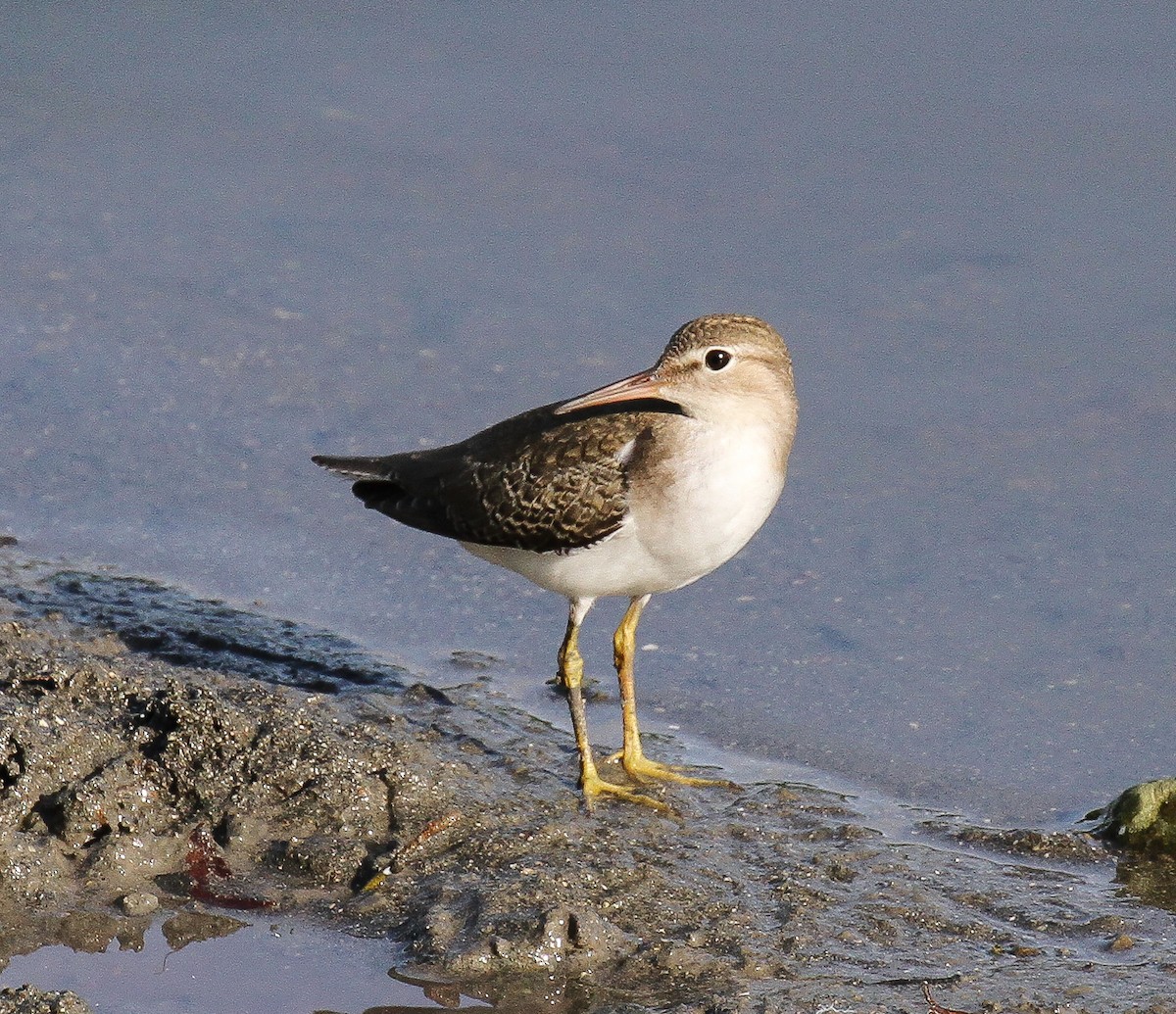 Spotted Sandpiper - Lisa Yntema