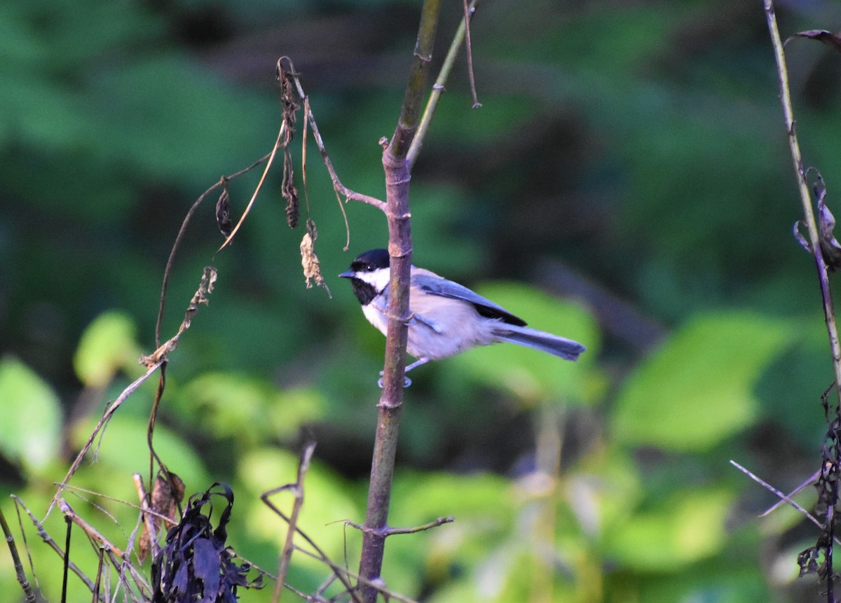 Carolina Chickadee - Mark Greene