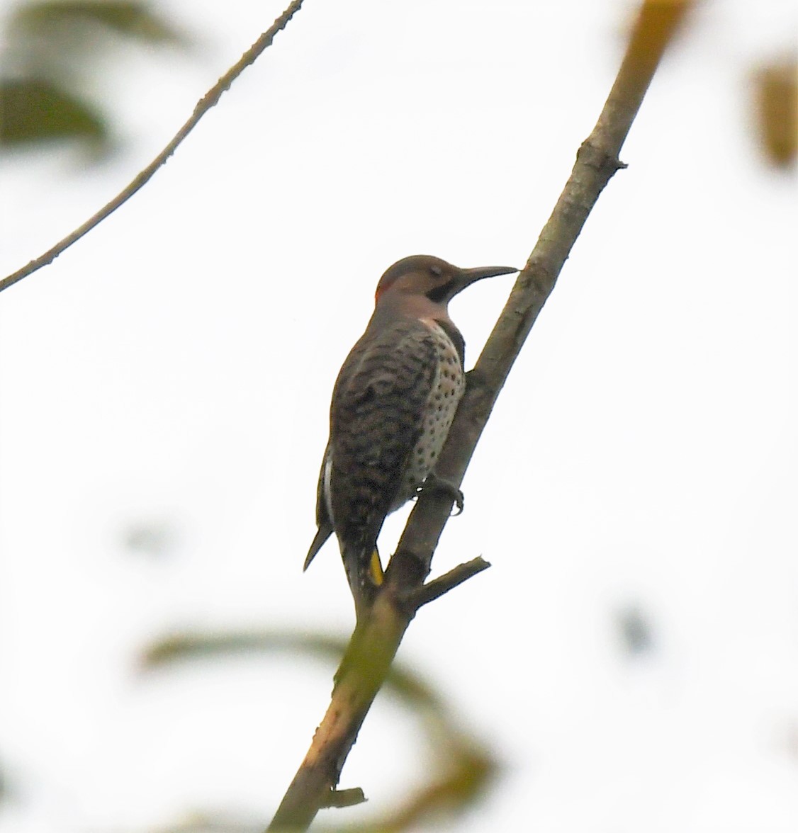 Northern Flicker - ML371868381