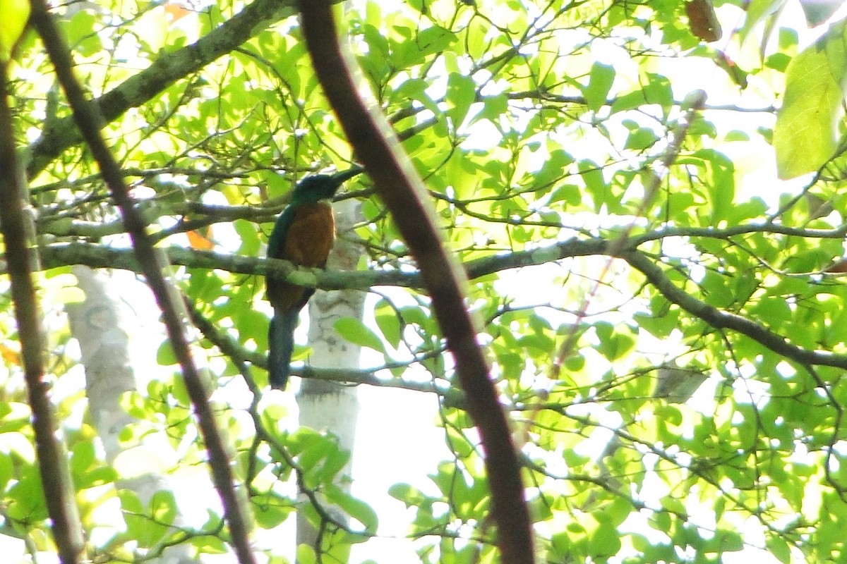 Great Jacamar - Carlos Otávio Gussoni