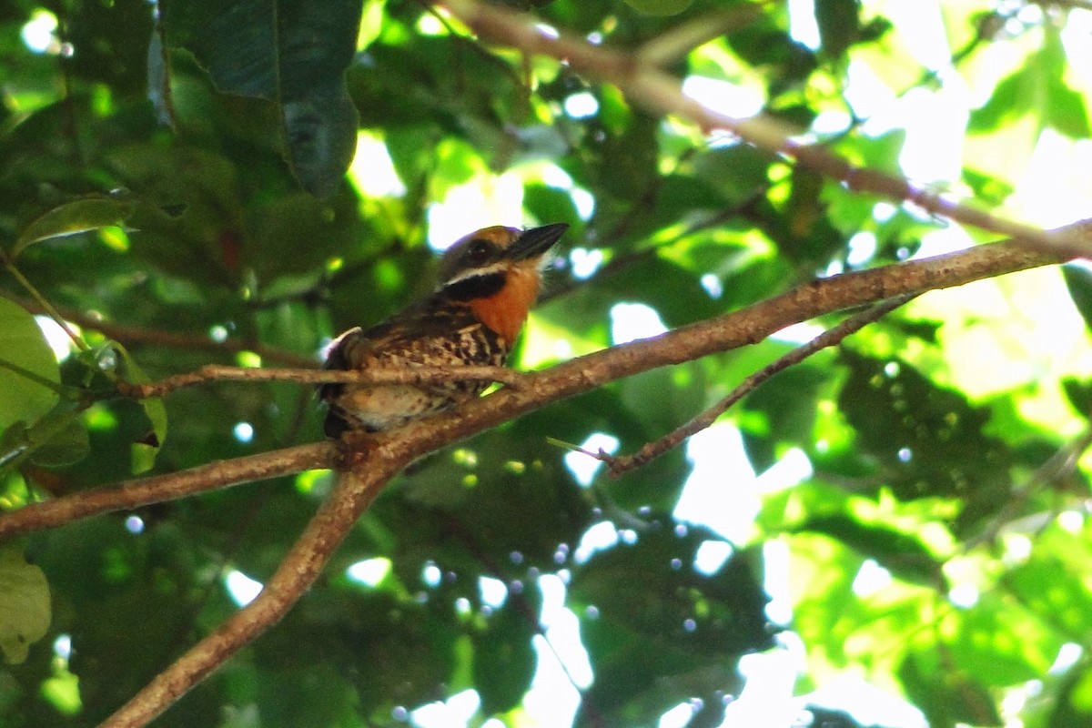 Spotted Puffbird - ML37186941