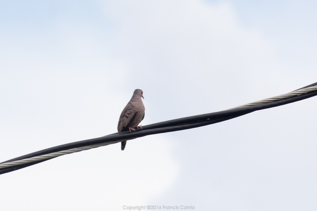 Common Ground Dove - Francis Canto Jr