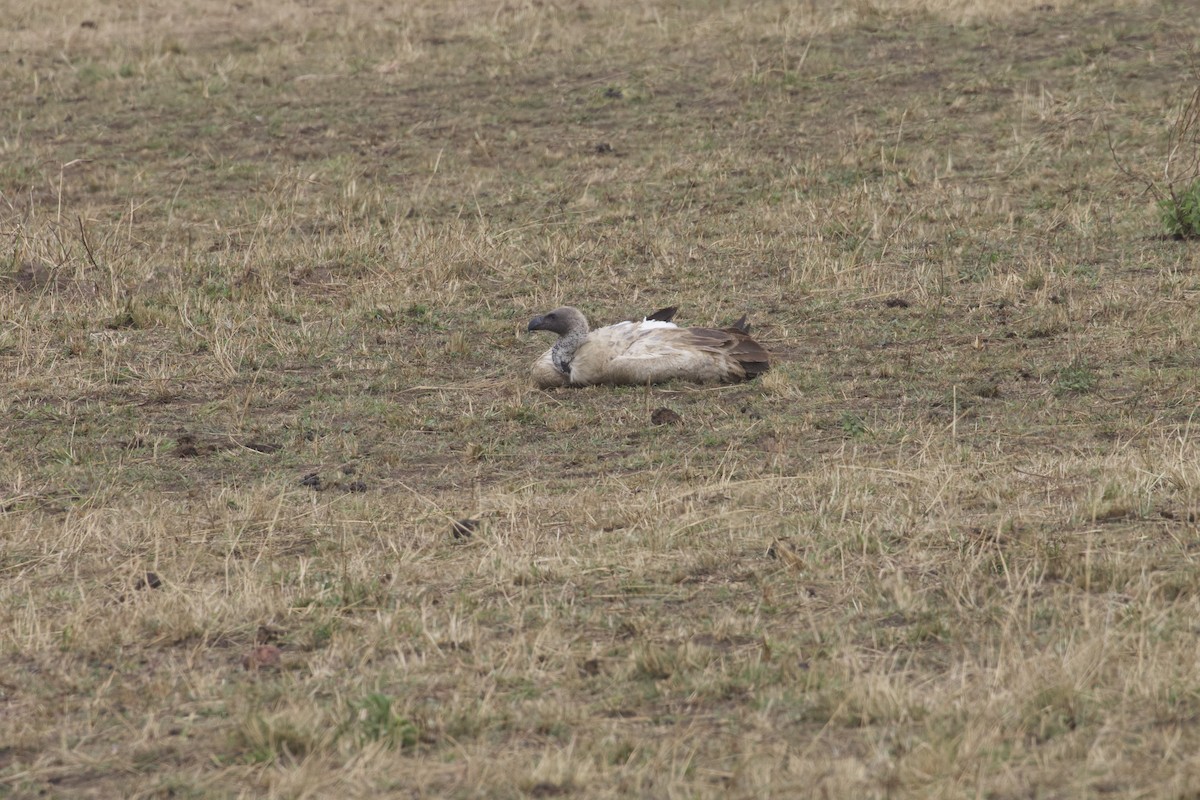 White-backed Vulture - ML371877351