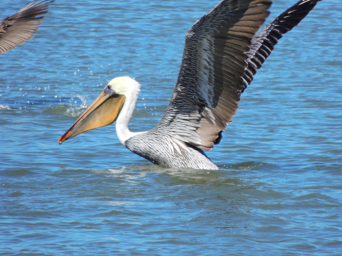 Brown Pelican - ML371877651