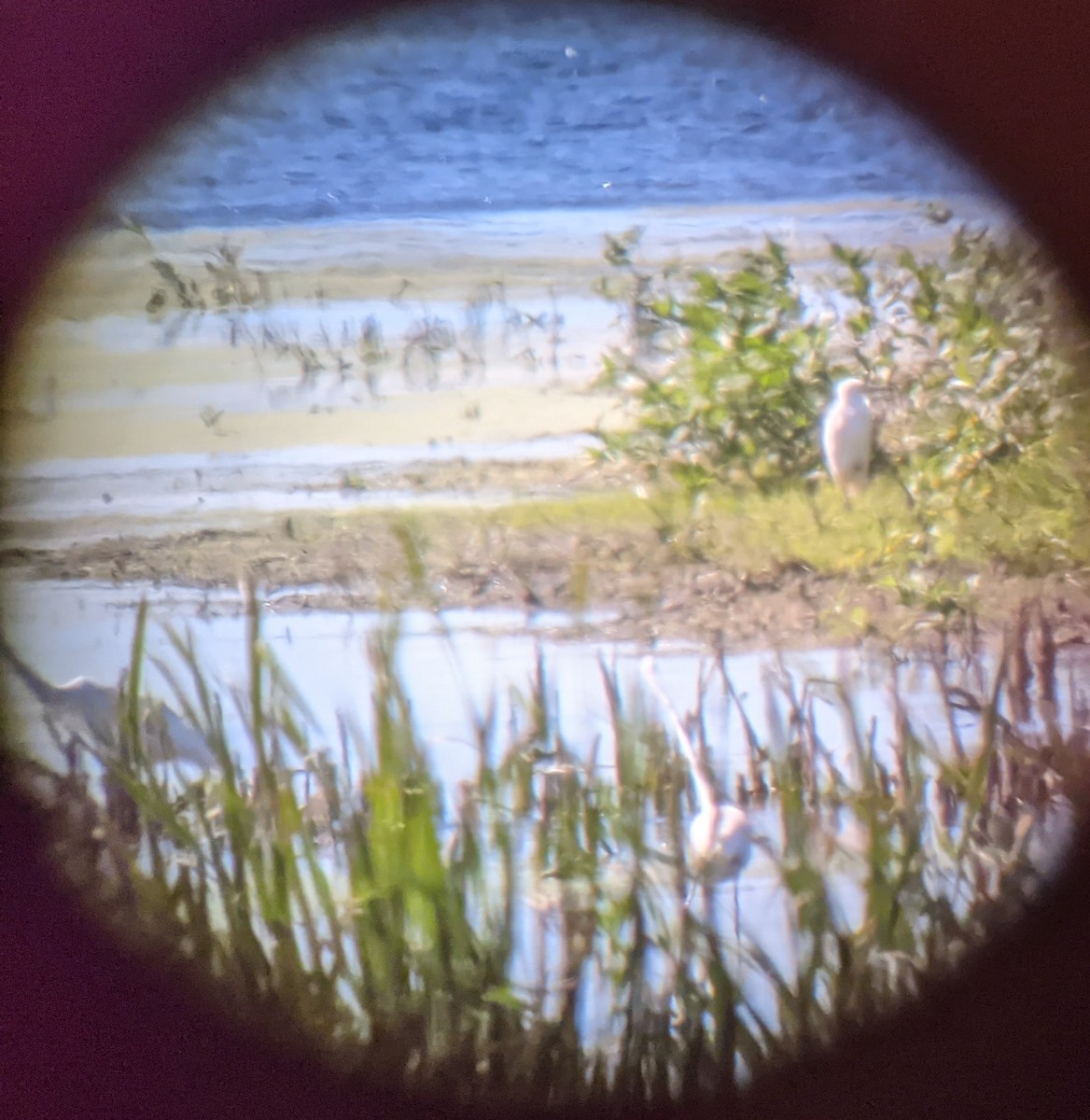Snowy Egret - ML371877931