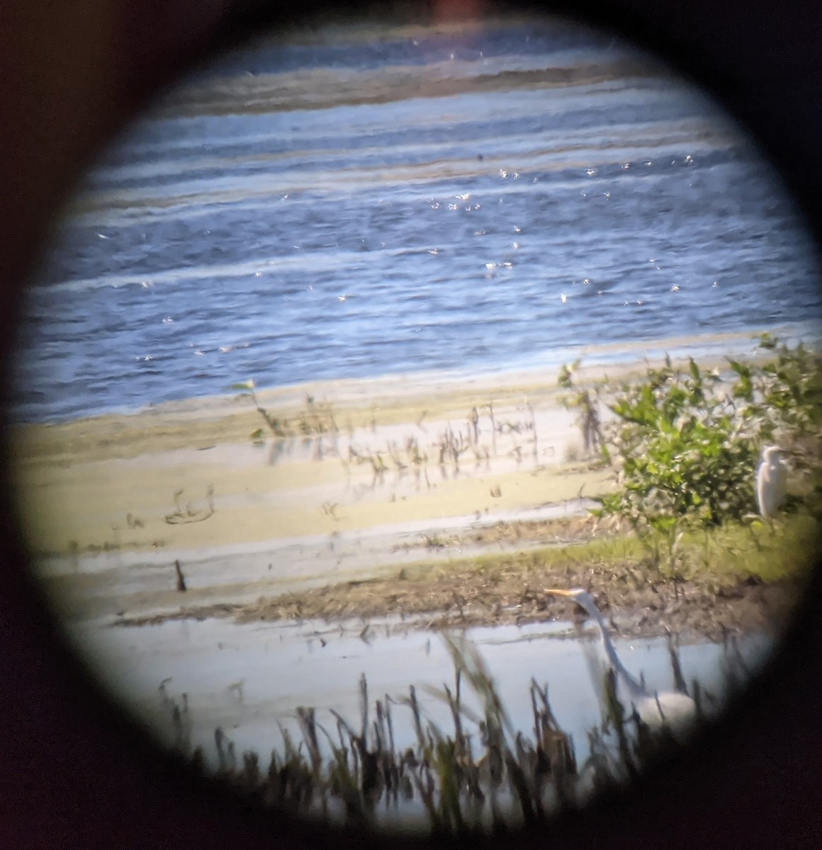 Snowy Egret - ML371877951