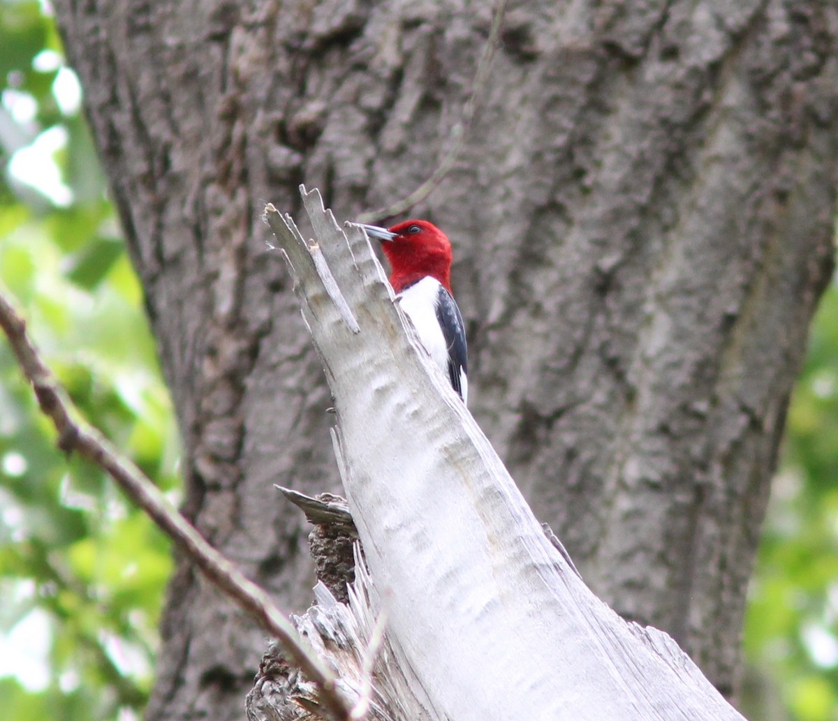 Red-headed Woodpecker - ML371878281