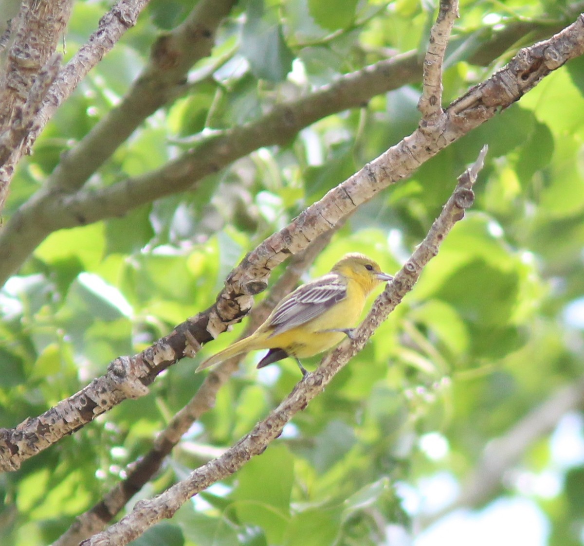 Orchard Oriole - ML371878481