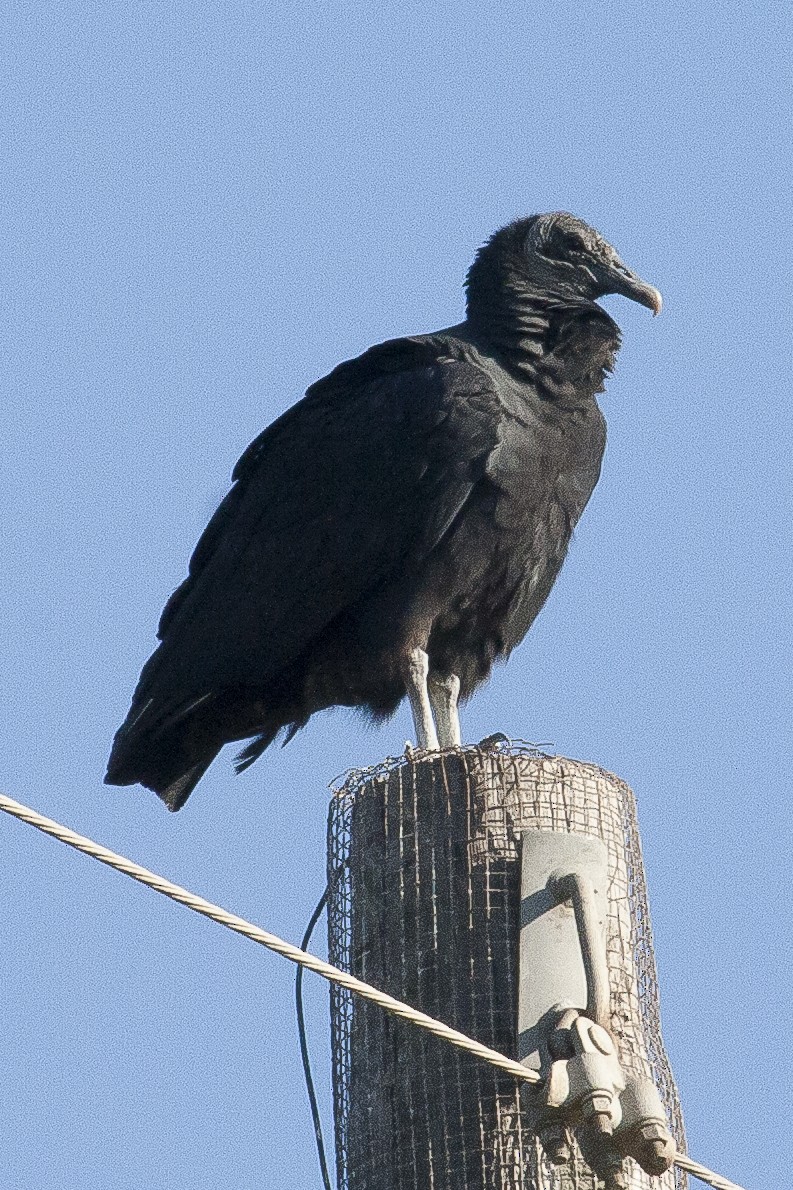 Black Vulture - Graham Smith